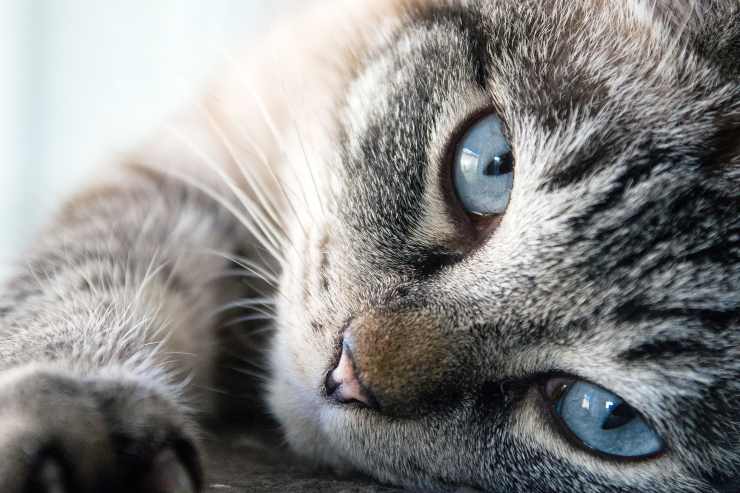 El comportamiento del felino