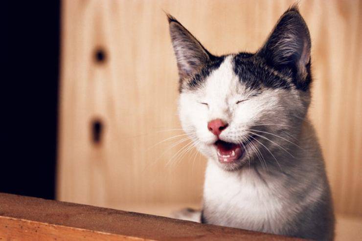 los gatos se ríen