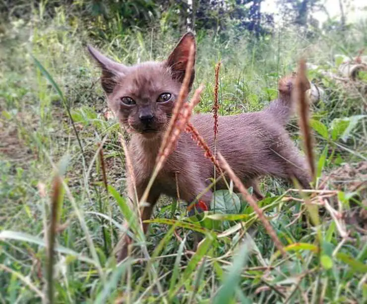gato raas