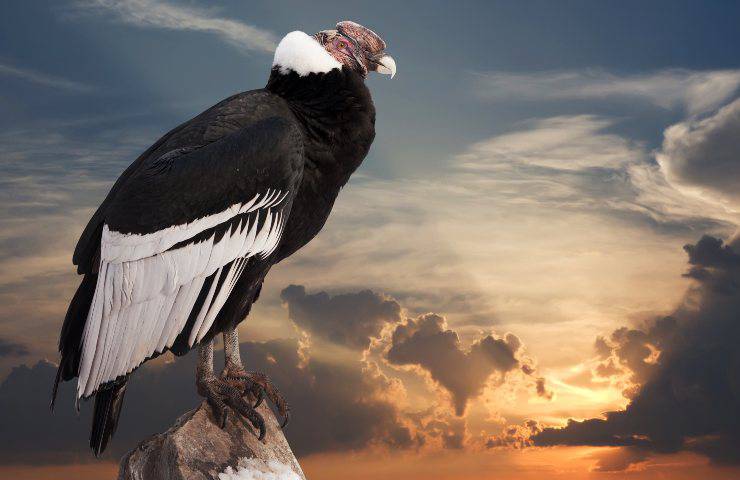 cóndor de los andes