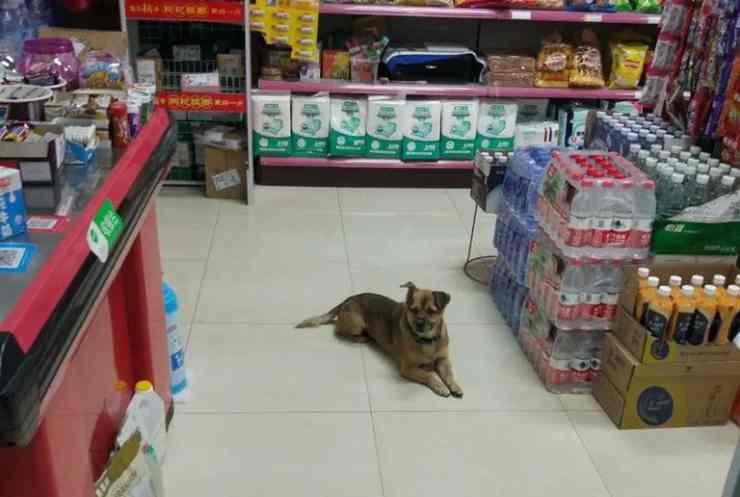 El perro en el supermercado Facebook