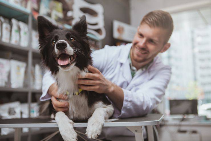 Perro feliz abrazado por el veterinario Acceso de perros a la farmacia