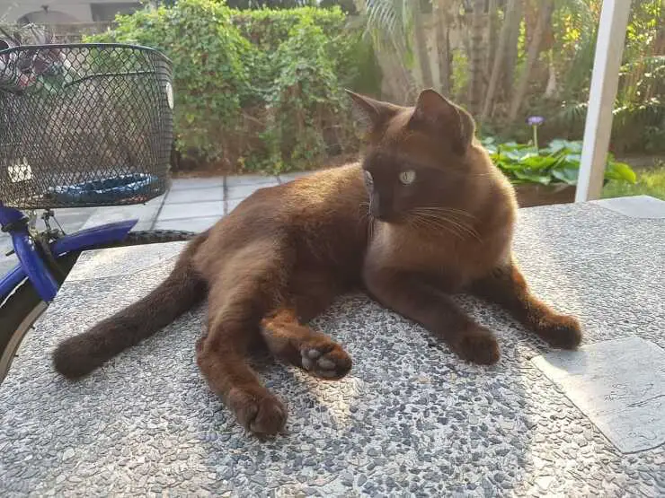 gato sufalak