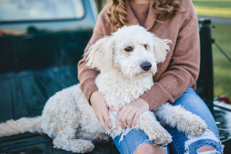 El comportamiento del perro