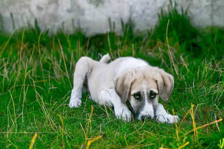 enfermedad en el perro