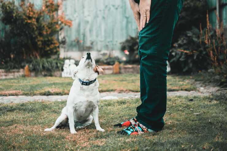 comezón anal en perros