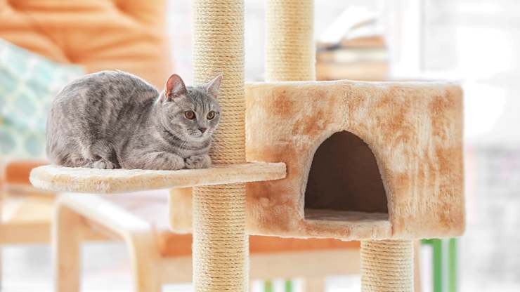 crea un ambiente ideal para gatos
