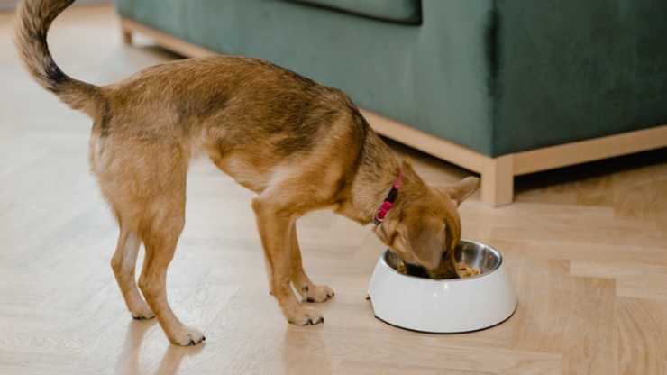 tortilla de pollo para perros