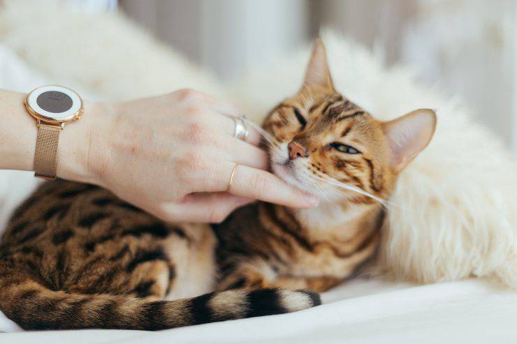el gato nos toca el gato nos toca