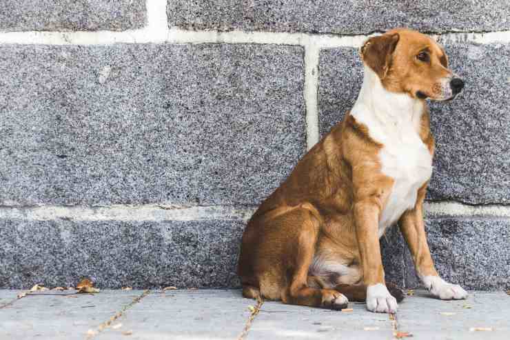Prurito anal en perros. Prurito anal en perros.