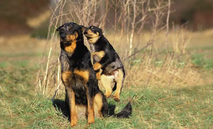 perro pastor de beauce