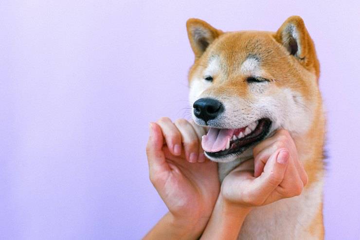 Perro con arcadas pero sin vomitar