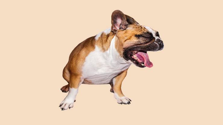 El perro tiene arcadas pero no vomita.