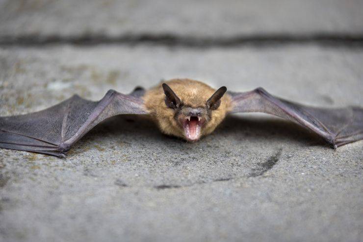 El murciélago en la casa