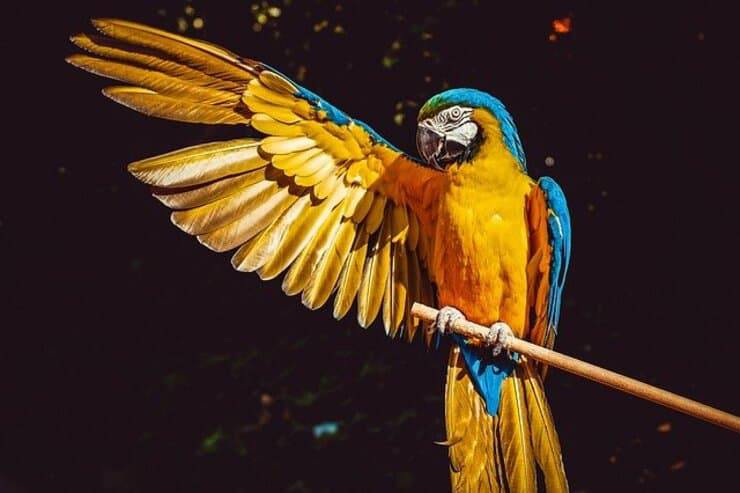 Loro (Foto Pixabay)