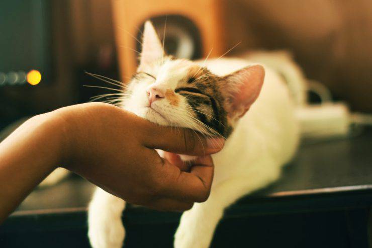 gato pegajoso