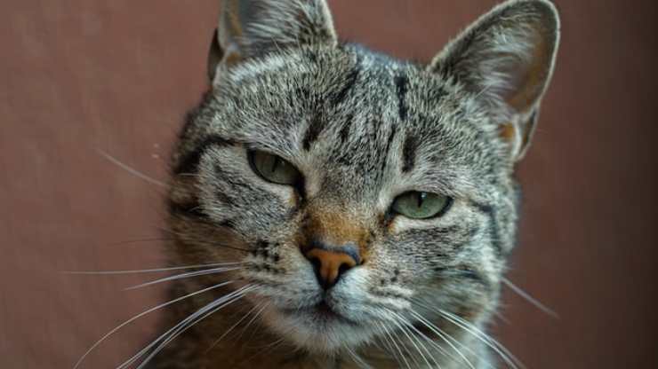 ¿Qué nos quieren decir los ojos de gato?