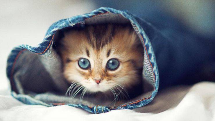 ¿Por qué el gato le tiene miedo a la lavadora?