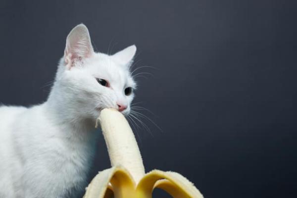 ¿Puedes darle plátanos a los gatos? - Beneficios del plátano para el gato