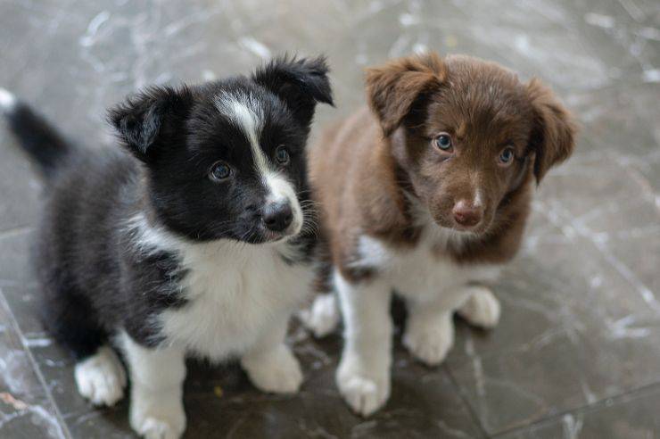 los perros ladran todos juntos