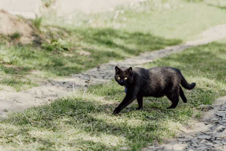 Gatos para dueños temerosos
