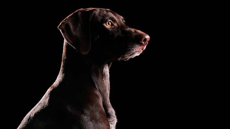 Cura genética para perros con ceguera nocturna