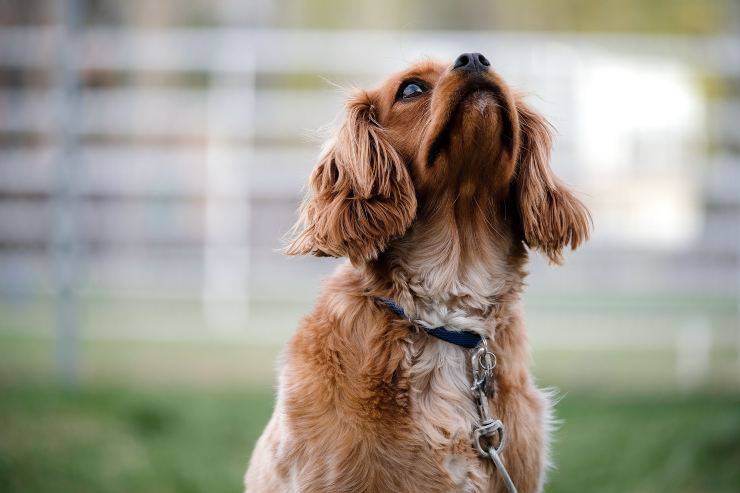Porque los perros ladran todos juntos ¿Por qué los perros ladran todos juntos?