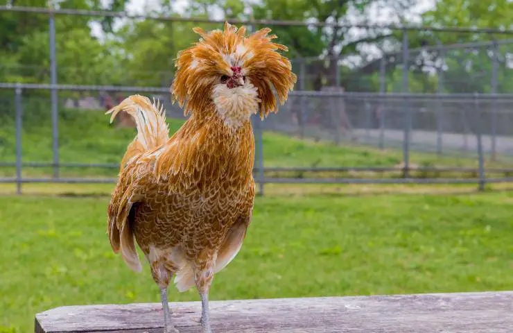 gallina paduana