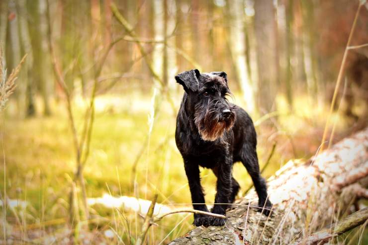 Fido se mueve por el bosque