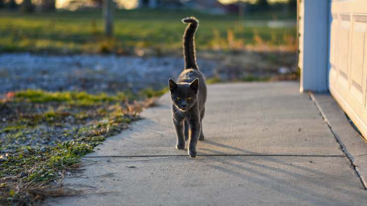 porque el gato mueve la cola