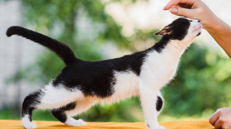 El gato mueve la cola cuando lo acaricio