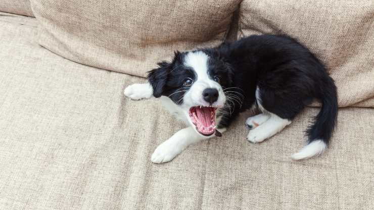 cuanto tiempo puede ladrar el perro