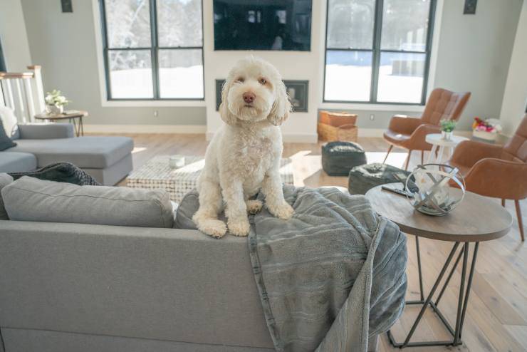 El perro se queda solo en la casa.