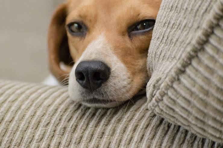 ¿Qué hace Fido mientras su amo está fuera?