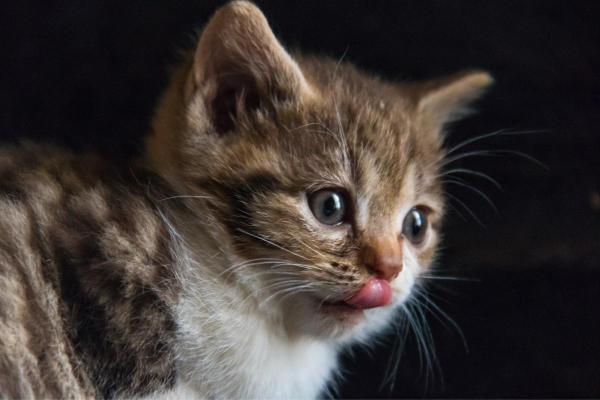 Ciclo de Vida del Gato - Gatitos (0-6 meses)