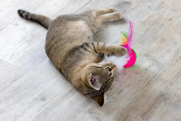 Ciclo de Vida del Gato - Gato Adulto (3-6 años)