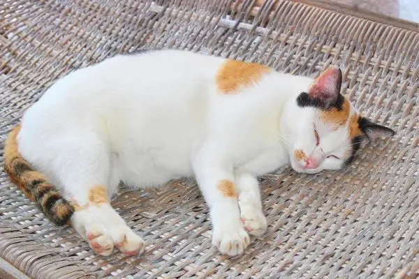 Ciclo de Vida del Gato - Gato Joven (7 meses a 2 años)