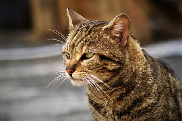 Ciclo de Vida del Gato - Gato Senior (11-14 años)