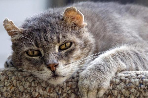 Ciclo de vida del gato - Gato geriátrico (más de 15 años)