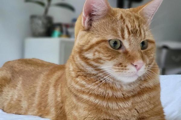 Ciclo de Vida del Gato - Gato Maduro (7-10 años)
