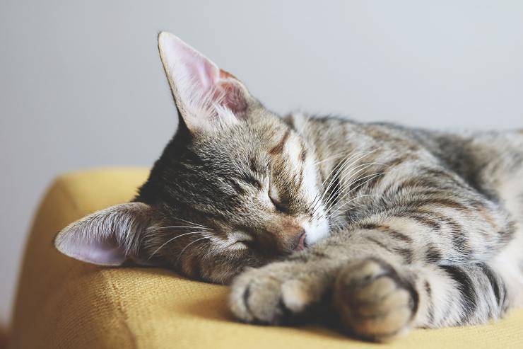 el gato tiene mucho sueño