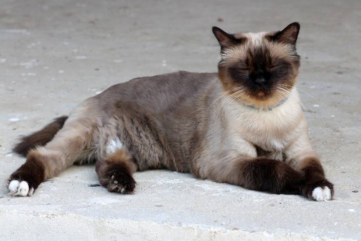 El comportamiento del felino