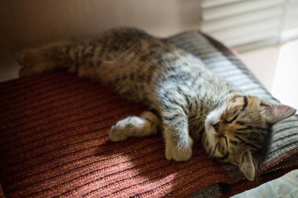 ¿Por qué el gato no ronronea? - ¿Por qué los gatos ronronean y cómo lo hacen?