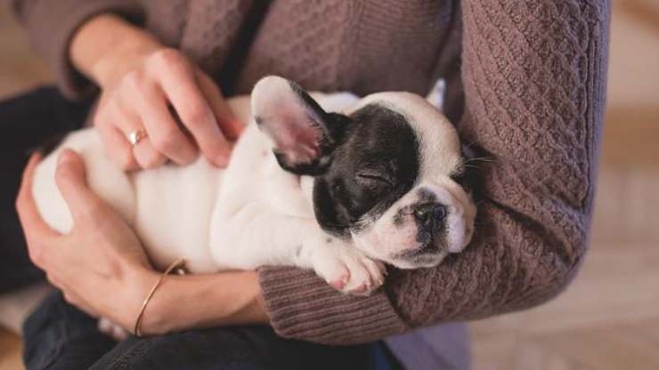 Puedes acariciar al perro mientras duerme.