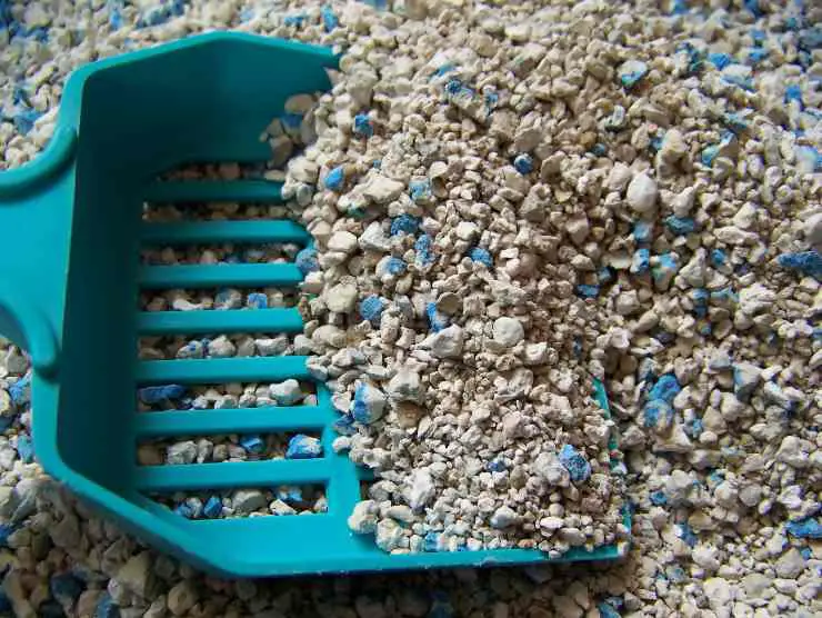 caja de arena para gatos