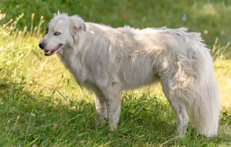 perro pirineo