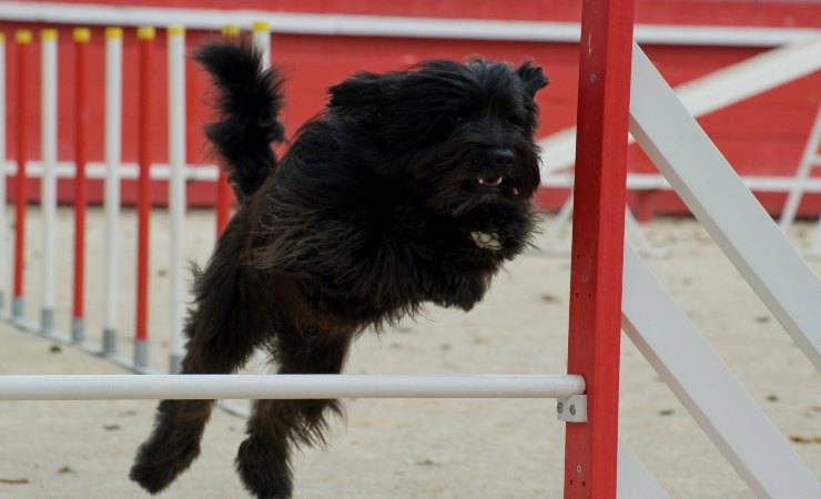 perro pastor catalán