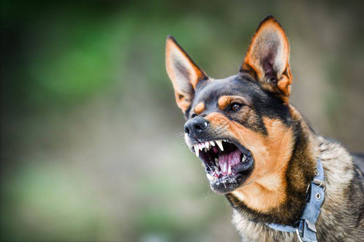 Cane aggressivo