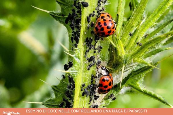 ¿Dónde viven las mariquitas? - Distribución de mariquitas