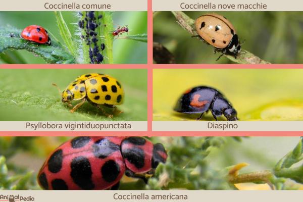 ¿Dónde viven las mariquitas? - Ejemplos de hábitats de mariquitas